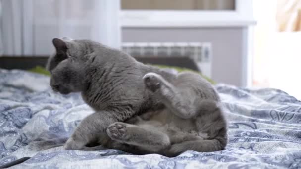 Gato Doméstico Cinza Lambe Limpa Lava Com Língua Sentado Cama — Vídeo de Stock