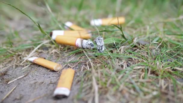 Wiele Dymiących Niedopałków Papierosów Leży Piasku Zielonej Trawie Przyrodzie Palenie — Wideo stockowe