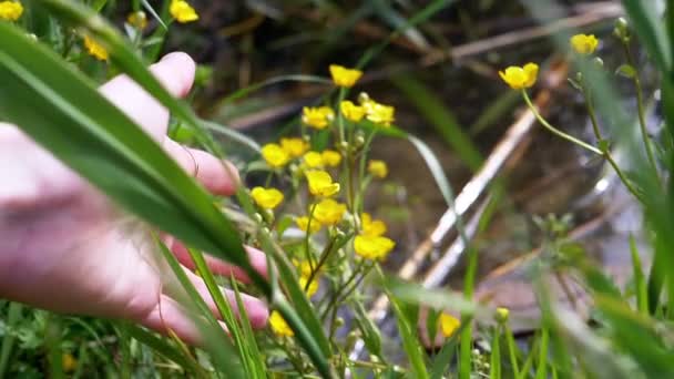 女性の手は太陽の光の下で自然の上でジューシーな緑の草や花に触れます 森の中で自然を楽しむ 新鮮な太い草 黄色の野の花を成長ストロークします カラフルな自然 — ストック動画