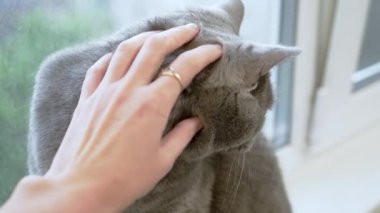 Pencereden Dışarı Bakan Kadın Gri İngiliz Kedisi Elleriyle Okşuyor. Soylu bir kedi, kirli camlardan caddedeki trafiği izliyor. Aşk, ilgi, şefkat, bir evcil hayvanla arkadaşlık.