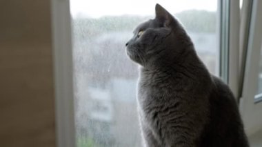 Pencere kenarındaki Pencere kenarında oturan ve Kirli Camdan Sokağa Bakan Kedi. Sıkılmış, gri, safkan bir İngiliz kedisi bir nesnenin hareketini izliyor. Komik hayvanlar. İyi akşamlar..