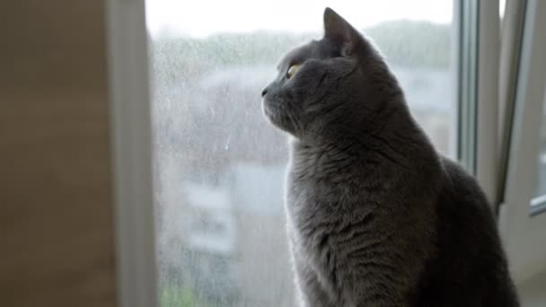 Kot Siedzi Parapecie Przy Oknie Patrzy Ulicę Przez Brudne Szkło — Wideo stockowe