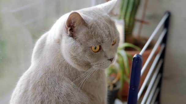 Bored Gray Cat Sits Rests Windowsill Window Looks Curious Gray — Stock Video