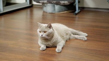 Sıkıcı Gri Kedi Yatıyor, Ahşap bir zeminde dinleniyor, Geniş bir odada bir Laminate. Meraklı gri tüylü İngiliz kedisi nesnenin hareketini izliyor. Yeşil gözleri olan komik, güzel bir kürk hayvanı..