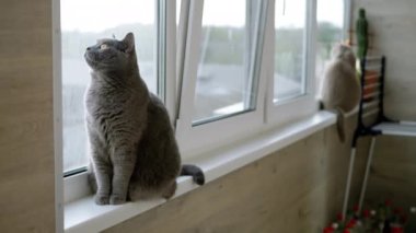 İki Sıkıcı Kedi Pencere kenarında oturur ve Kirli Pencereden Sokaktan Bakar. Meraklı gri tüylü İngiliz kediler nesnenin hareketini izliyor. Komik hayvanlar. Bulanık arkaplan.