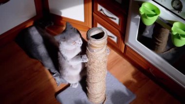 İki Gri Kabarık Kedi Mutfakta Yerde Bir Tırmalama Postasıyla Oynuyor. Oyuncu İngiliz hayvanları pençelerini biler, ısırır, kaşır ve gün ışığında tırmalama direğinin etrafında dolaşır. Günaydın..