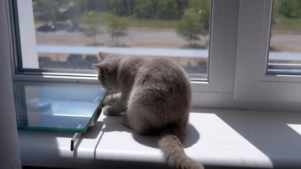Liten Fluffig Kattunge Walking Windowsill Vid Fönstret Strålar Solljus Nyfikna — Stockvideo