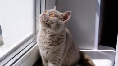 Pencere kenarında oturan küçük tüylü kedi yavrusu. Güneş Işığı Işığındaki Pencere kenarında. Kahverengi parlak gözleri olan, parlak güneşe bakan büyüleyici gri bir kedi. Meraklı bir kedi yavrusu yeni daireyi keşfediyor..