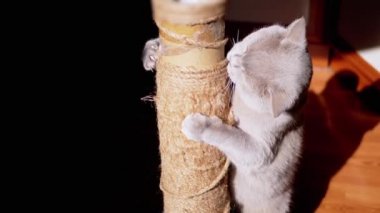 Gri Kabarık Kedi Güneş Işığındaki Tırmalama Noktasında Pençelerini Keskinleştiriyor. İngiliz kedisi pençeleriyle bir çubuk tutuyor, ısırıyor, ovuyor, güneş ışınlarında iple oynuyor. Siyah arka plan. Evcil hayvanlar.