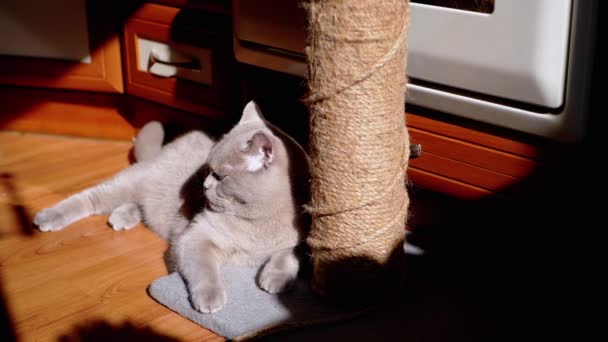 Втомлений Сонний Кіт Відпочиває Scratching Post Проходах Сонячного Світла Сірий — стокове відео