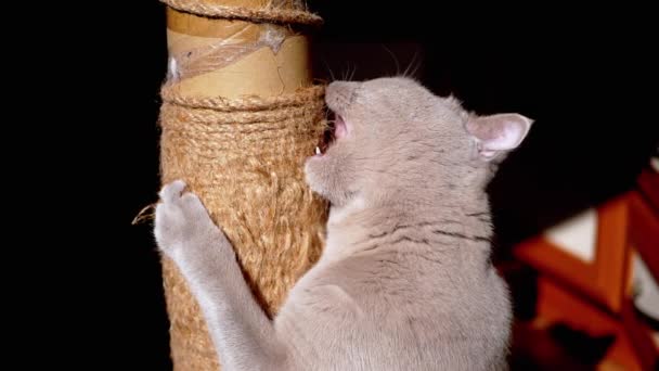 在阳光照射下 灰绒绒猫在刮胡哨的柱子上变尖了 英国猫用爪子抱住一根杆子 用绳子在阳光下玩耍 黑色背景 — 图库视频影像