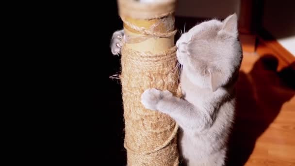 灰色のふわふわの猫が日光の光線で引っかき投稿に爪をシャープにします 英国の猫は その足 ゴムとロープでポストを保持し 太陽光線で文字列で再生されます 黒の背景 ペット — ストック動画