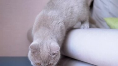 Küçük Meraklı Gri Fluffy Kitten Etrafa Bakınıyor, Yeni Evde Nesneler Kokuyor. Çekici bir İskoç kedisi kanepeye yürür, bir tabure ve bir sandalye koklar ve odada yeni bir yere alışır. Evcil hayvanlar.