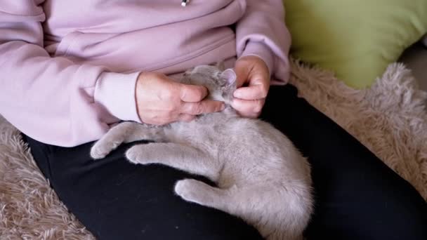 膝の上に小さな灰色の子猫座ってストロークする高齢女性の手 魅力的なふわふわの英国の子猫は部屋の所有者の腕の中で眠りに落ちます ペットの世話 優しさ — ストック動画