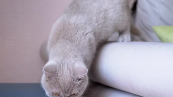 小さな好奇心の強い灰色のふわふわの子猫は周りを見回し 新しい家の中のスニッフオブジェクト 魅力的なスコットランドの猫がソファの上を歩き スツールを滑り 椅子を滑り 部屋の新しい場所に慣れる ペット — ストック動画