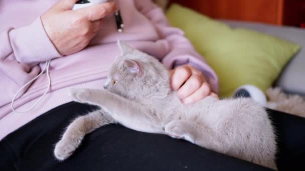 一个年长女人的手抚摸一只小灰猫 坐在膝盖上 迷人的蓬松的英国小猫在主人的怀里睡着了 对宠物的关爱 关爱和柔情 — 图库视频影像