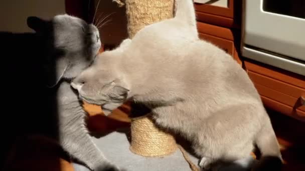 Twee Grijze Pluizige Katten Spelen Met Een Krabpaal Vloer Keuken — Stockvideo