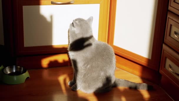 Gray British Fluffy Cat Juega Con Sombra Una Mano Femenina — Vídeos de Stock