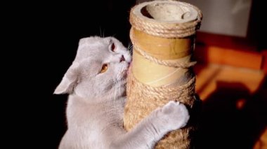 Gri Kabarık Kedi Güneş Işığındaki Tırmalama Noktasında Pençelerini Keskinleştiriyor. İskoç kedisi bir direğe pençeli bir iple sarılır, dille sicimi yalar, ovalar, ipi koklar, oynar. Gölge. Evcil hayvanlar.