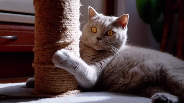 Gray Fluffy Cat Tiene Scratching Post Con Zampe Artigli Nei — Video Stock