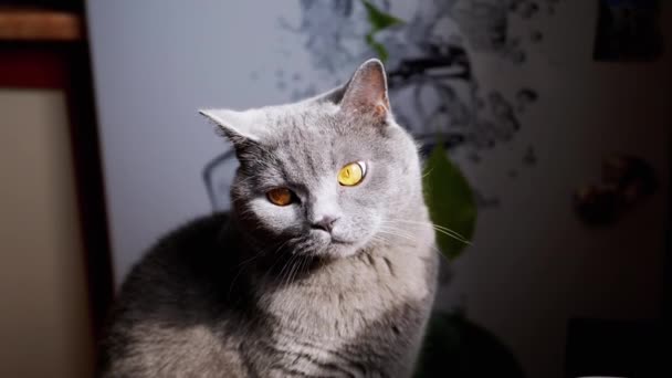 복슬복슬 고양이의 햇빛을 받으며 바라봅니다 피곤해 복슬복슬 고양이가 새벽에 비치는 — 비디오