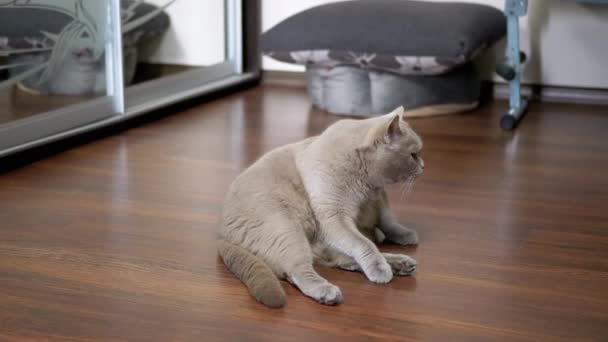 Gray Domestic Cat Licks Cleans Washes Wool Tongue Sitting Floor — стокове відео