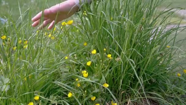 Vrouwelijke Hand Raakt Sappig Groen Gras Bloemen Natuur Stralen Van — Stockvideo