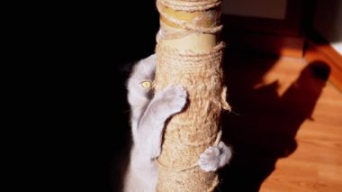 Gri Kabarık Kedi Güneş Işığındaki Tırmalama Noktasında Pençelerini Keskinleştiriyor. Korkak kedi pençeli, saklanan ve güneş ışınlarına bakan bir iple bir direği sıkıca tutar. Siyah arka plan. Yavaş çekim.