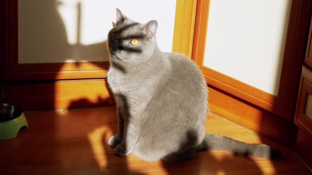 Сірий Британський Пухнастий Кіт Грає Тінню Жіночої Руки Rays Sunlight — стокове відео