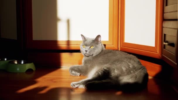 Harmaa Brittiläinen Pörröinen Kissa Makaa Puulattialla Auringonvalon Säteillä Väsynyt Lepää — kuvapankkivideo