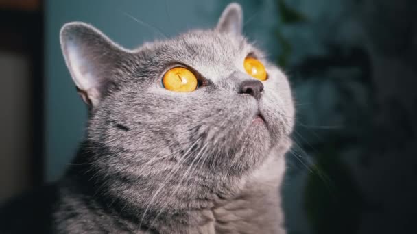 Närbild Porträtt Grå Fluffig Brittisk Katt Tittar Upp Solljuset Peters — Stockvideo