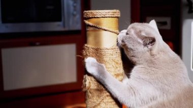 Gri Kabarık Kedi Güneş Işığındaki Tırmalama Noktasında Pençelerini Keskinleştiriyor. İngiliz kedisi pençeleri, sürtünmeleri, koklamaları ve güneş ışınlarıyla oynadığı bir iple direği tutuyor. Gölge. Evcil hayvanlar. Yavaş çekim.