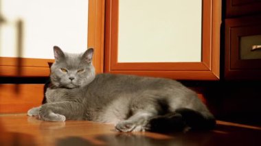 Gri İngiliz Pofuduk Kedisi Güneş Işığı Işığında Bir Ahşap Yerde Yatıyor. Uykulu, dinlenen safkan, yeşil gözlü evcil hayvan mutfağa bakıyor. Kedi şafak vakti güneşin altında güneşleniyor..