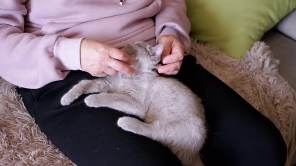 膝の上に小さな灰色の子猫座ってストロークする高齢女性の手 魅力的なふわふわの英国の子猫は部屋の所有者の腕の中で眠りに落ちます ペットの世話 優しさ — ストック動画