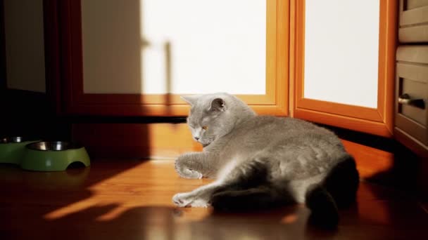 Harmaa Brittiläinen Pörröinen Kissa Makaa Puulattialla Auringonvalon Säteillä Unelias Lepäävä — kuvapankkivideo