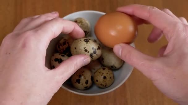 手に持つ女性一つの大きな鶏の卵と一つの小さなウズラの卵 卵のサイズを比較して表示します 明るく カラフルで光沢のある 斑点のある卵 タンパク質 健康食品 ビタミン 医学的性質 — ストック動画