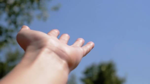 女性的手伸向天空 树上的自然 五彩斑斓的大自然 梦想一个旅程 太阳光 恢复力量夏季工作 — 图库视频影像