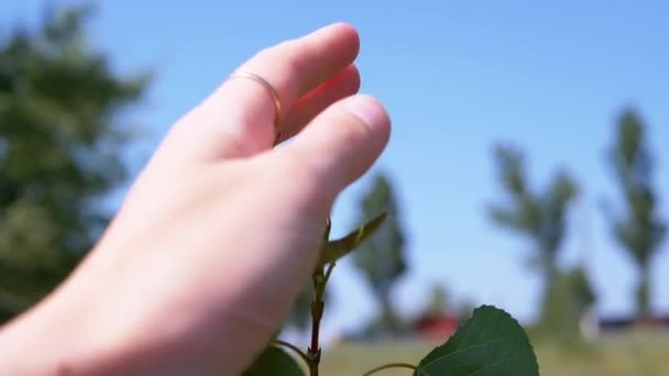 Női Kéz Megérinti Ágat Zöld Nyárfa Levelek Napsugarak Ujjak Melyek — Stock videók