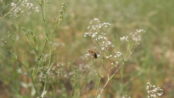 飞蜂从白色小野花中采集花粉 田间花朵的伞状花冠缓慢地摇曳着 昆虫在开花的植物上采集花蜜 模糊的自然背景 春天的时候 野生动物 — 图库视频影像