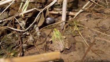 Çocuk, Sazlıkta Islak Kumda Sopayla Oturan Bir Kurbağaya Dokunur. Arkadan bak. Kaygan kurbağa, parlak ışınlarda dinlenen sürüngen güneş bataklığın kıyısında deri soluyor. Vahşi yaşamı keşfetmek.
