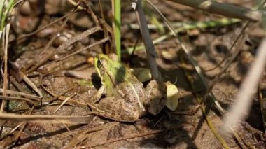 Yeşil Benekli Reed Kurbağası Sazlıkta Islak Kum Üzerinde Otururken Bekleyen Bir Avcı. Arkadan bak. Kaygan, kurbağa, gün batımında bataklıkta dinlenen sürüngen. Amfibiler parlak ışınlarla içeri girer. Güneş ışığı deriyi soluyabilir. Vahşi yaşam.