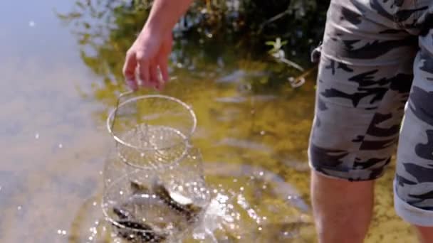 Visser Toont Vangst Van Gevangen Levende Vis Crucian Karper Een — Stockvideo