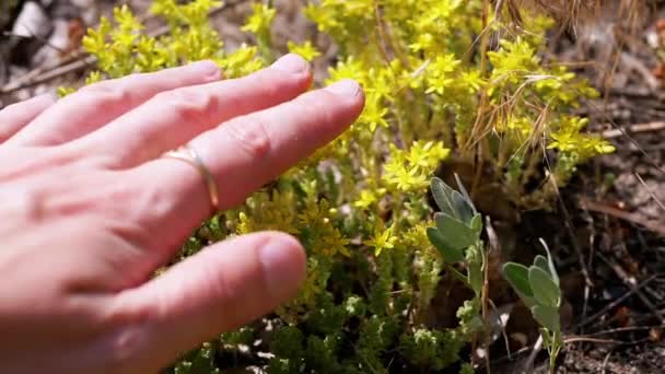 Female Hand Touches Bright Yellow Field Flowers Nature Rays Sunlight — Stock Video
