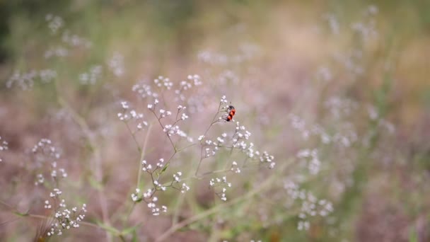 Beetle Bee Bright Red Black Stripes Sits White Small Wildflowers — Stock Video
