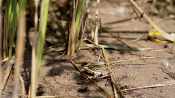 Green Spotted Reed Toad Zit Wet Sand Reeds Een Wachtende — Stockvideo