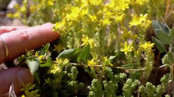 Weibliche Hand Berührt Leuchtend Gelbe Feldblumen Auf Der Natur Sonnenstrahlen — Stockvideo