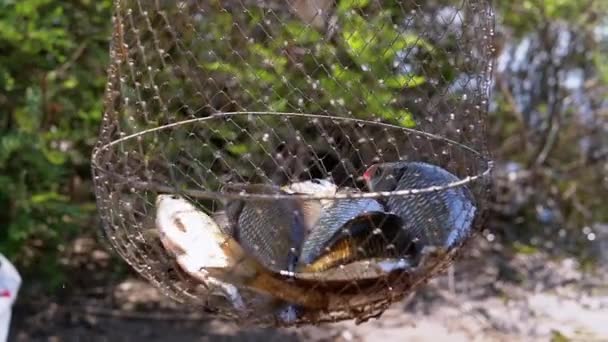 Pescador Mostrando Captura Peixes Vivos Capturados Carpa Crucian Uma Grade — Vídeo de Stock