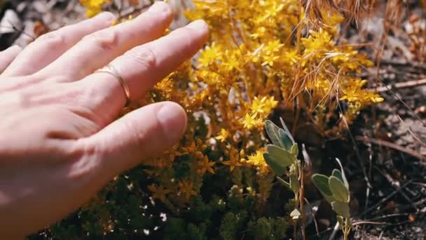 Female Hand Touches Bright Yellow Field Flowers Nature Rays Sunlight — Stock Video