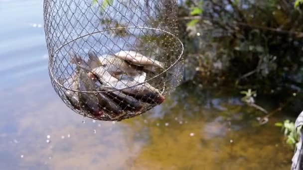 Fisherman Showing Catch Caught Live Fish Crucian Carp Metal Grid — Stockvideo