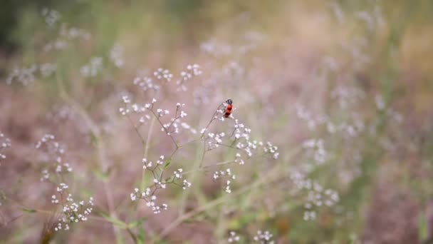 Käfer Oder Biene Mit Leuchtend Roten Und Schwarzen Streifen Sitzen — Stockvideo